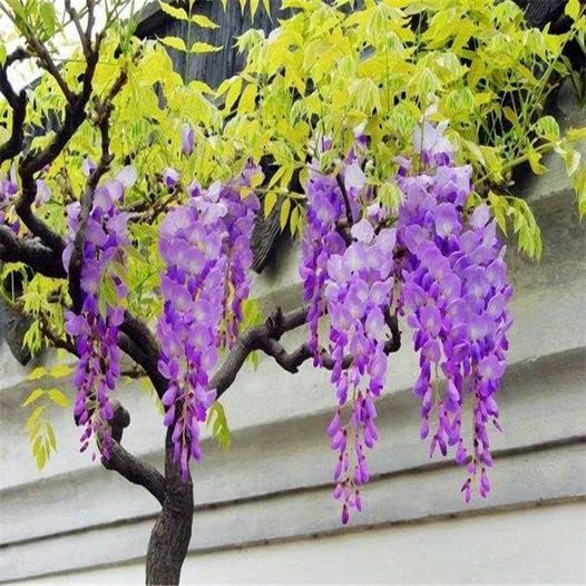 10pcs Japanese Wisteria Floribunda Flower Seeds - Lavender Purple Ornamental Vine Climber