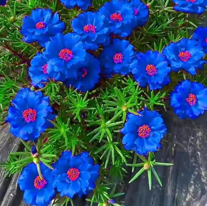 10000+Mixed Portulaca Moss Rose Seeds for Planting Outdoor Beautiful Garden Decor Home