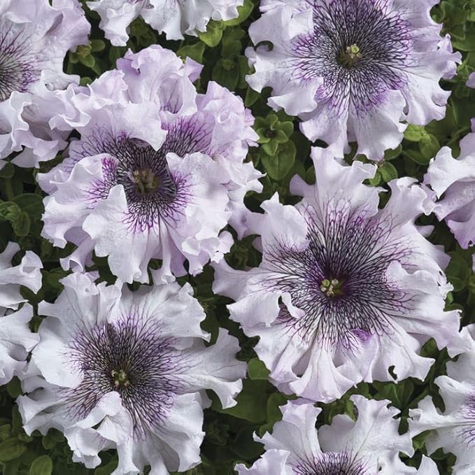Park Seed Superbissima Giant Alba Petunia Seeds, Grandiflora Type with 6-Inch White Blooms and Purple Tones, Tetraploid Strength, Pollinator Friendly, Great for Containers and Borders, Pack of 10