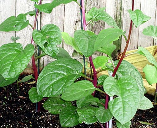 30 Malabar Red Stem Spinach Seeds Herb Heirloom Non-GMO Phooi Leaf, Red Vine, Alugbati, Vietnamese, from USA, Basella rubra