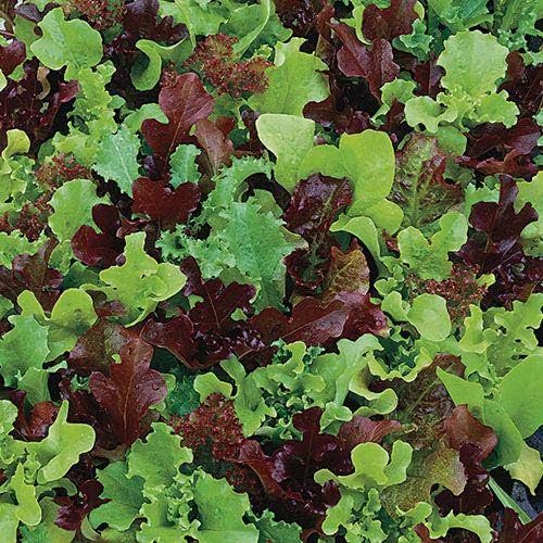 Park Seed Lettuce Salad Mix Edible Plant Seeds – Micro Mini Greens Mix of Red and Green Lettuce, Fast-Growing Nutrient-Packed Indoor or Container Crop, Perfect for Topping Dishes, Pack of 200