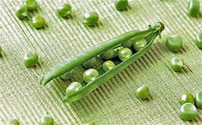 Pea Seed, Lincoln Peas, Heirloom, Non GMO 100 Seeds, Perfect Peas