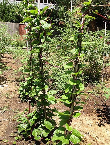 30 Malabar Red Stem Spinach Seeds Herb Heirloom Non-GMO Phooi Leaf, Red Vine, Alugbati, Vietnamese, from USA, Basella rubra