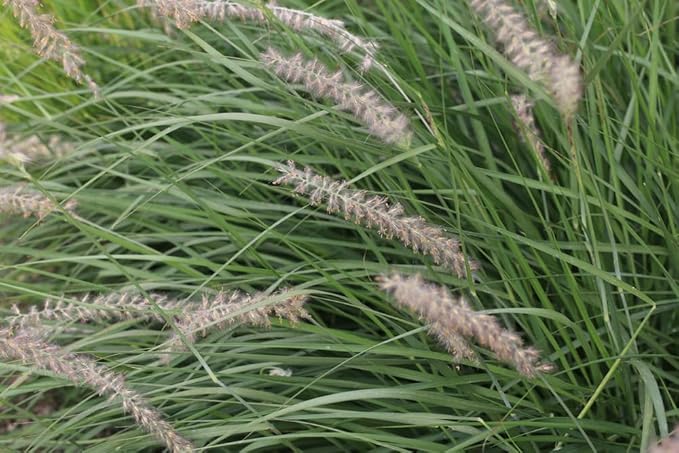Native Grass Seed Blend - Big Bluestem, Little Bluestem, Indiangrass, RC Big Rock Switchgrass (1, Ounces)