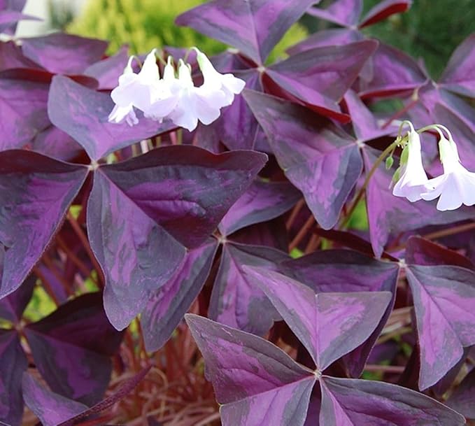 Complete Spring Flower Bulb Garden - 10 Bulbs Tulip/Crocus/Ranunculus Bulbs Continuous Blooms (Spring Color from March Through June) - Large Size Jumbo Bulbs (Purple Shamrocks Bulbs)