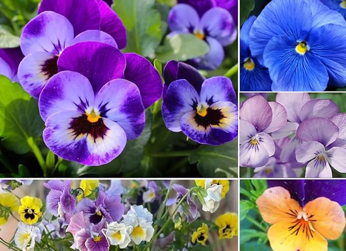Viola Pansy Mars Helen Seeds Mixed Flower Perennial Garden Biennial Flowers Garden Non-GMO Viola Wittrockian Pensee Mix 100pcs