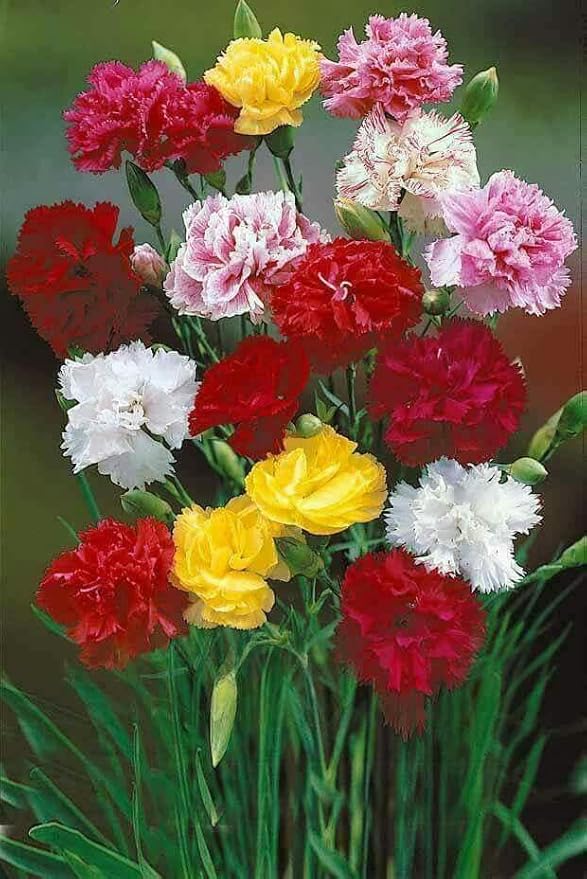 FUN AND GROW SEEDS: Seeds Carnation Shabo Mix Biennial Flowers