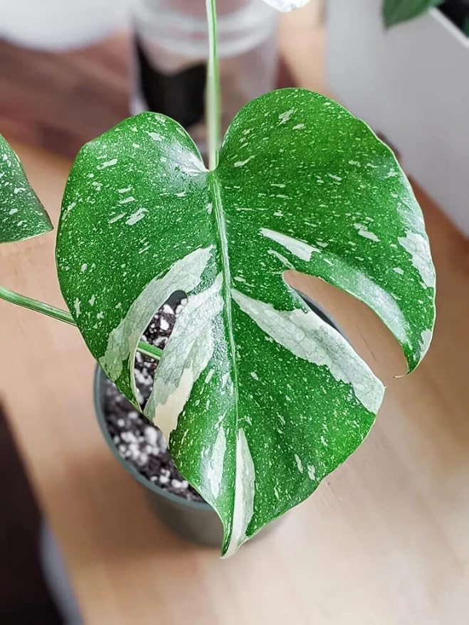 GARDENERA Thai Constellation Monstera Soil Blend - Designed to Meet The Unique Needs of Your Plant - 4 Quart