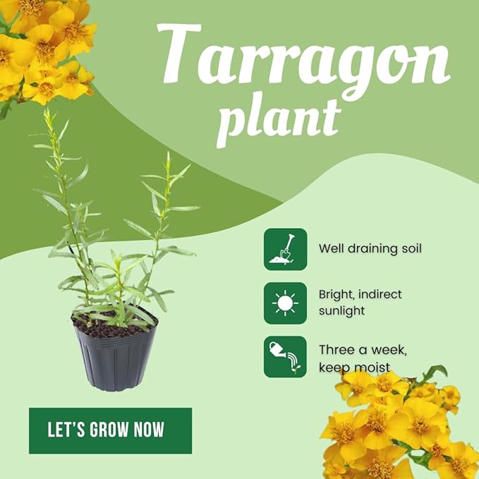 Pack 2 Tarragon Plants Live, Tarragon Herb Well Rooted 4 to 5 Inch, Tarragon Mint for Planting