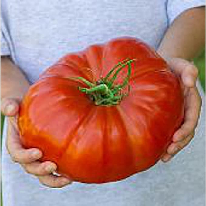 Vegetable Garden Seeds for Planting - Grow Heirloom Vegetables (Beefsteak Tomato)