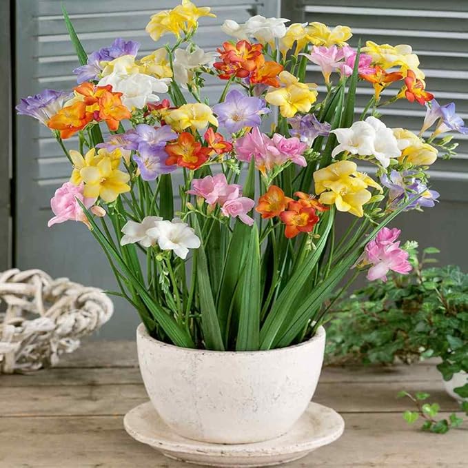 Outsidepride Freesia Hybrida Mix Seeds - 100 Pcs. Perennial, Versatile & Low Maintenance, Flower Seeds for Planting Vibrant Mixed Blooms for Pollinator Gardens & Cut Flower Arrangements