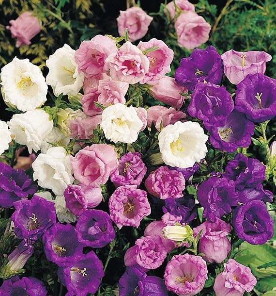 Canterbury Bell Mix Seeds Cup and Saucer – Campanula Medium | Biennial | Vibrant Bell-Shaped Blooms for Garden Borders & Cut Flowers