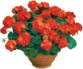 Park Seed Geranium Flowering Plant Seeds, Compact Maverick Orange Variety with Bright Fluorescent Blooms, Heat and Humidity Tolerant, Pack of 10