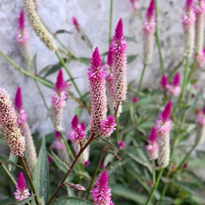 Mixrug Mix Plumed Cockscomb Seeds for Planting, 1000pcs Perennial Feather Cockscomb Flower Seeds Non-GMO Heirloom Rare Beauty Flowers Plants, Celosia Plumosa Plants Home Garden for Outdoors