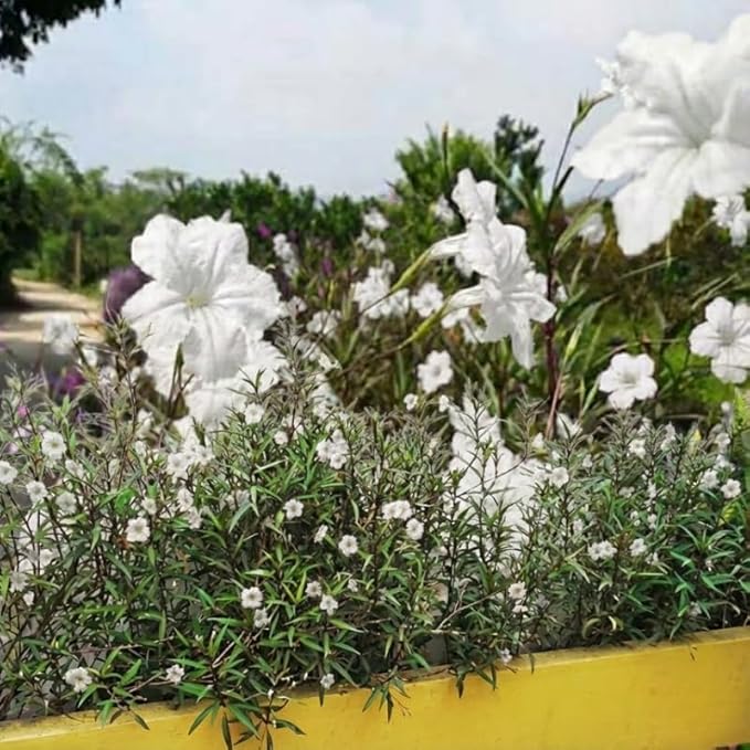 Set 6 White Mexican Petunia Plants Live, Perennial Outdoor Growing, Startrer Size 4-6" in Tall, Long Blooming Season, Landscapes, Borders, Ground Cover
