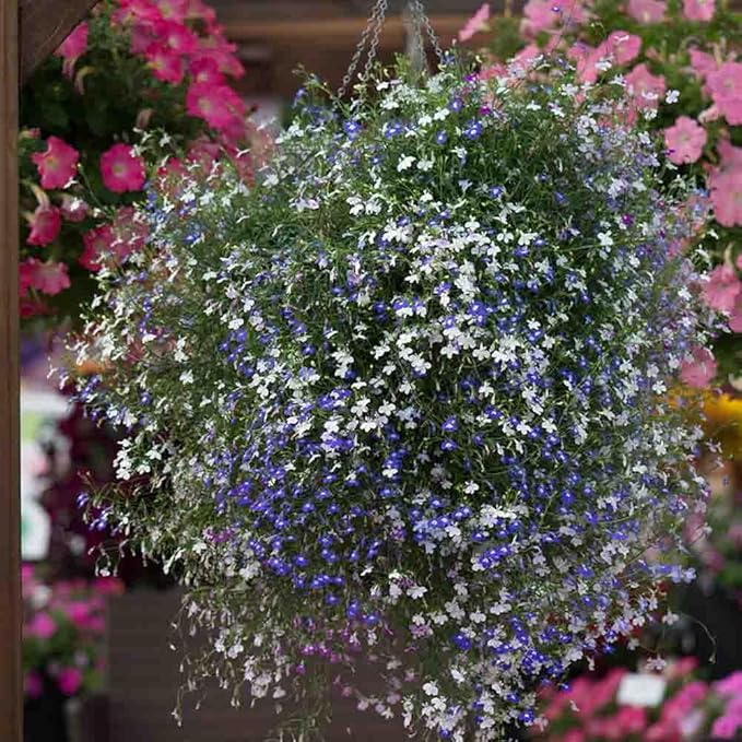 1000 X Mixed Lobelia Seeds for Planting Outdoor Grow Flowers in Pots Basket Gardens Multicolor Flowers Seeds
