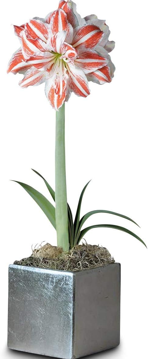 Easy to Grow Amaryllis 'Dancing Queen' Pre-Planted Bulb Indoor Gift Kit in a Silver Square - Double Pink & White Flowering Blooms in 4 to 8 Weeks
