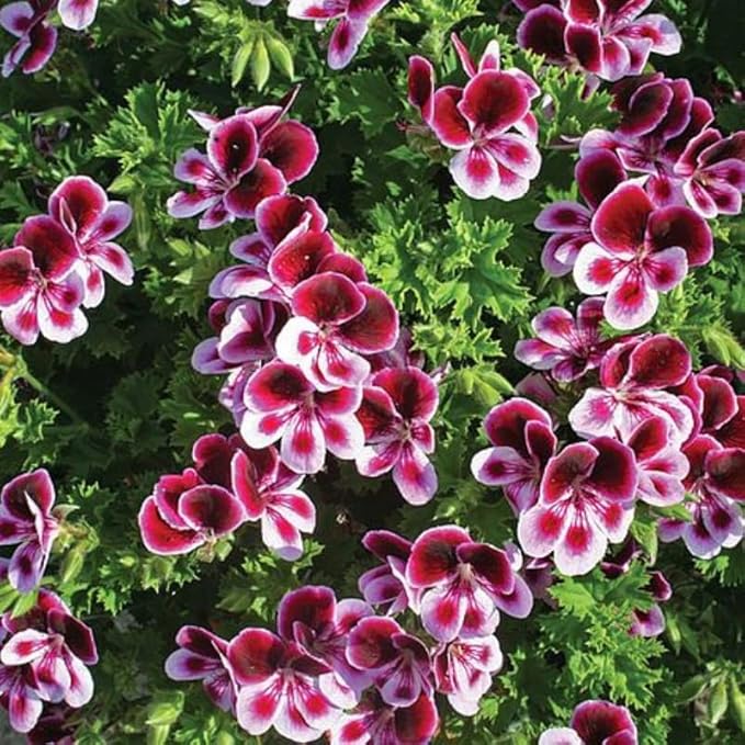 Citronella Plant Seeds for Planting - 1500+ Citronella Geranium Seeds Non-GMO Citronella Plant Seeds Home Heirloom Garden Perennial Plant