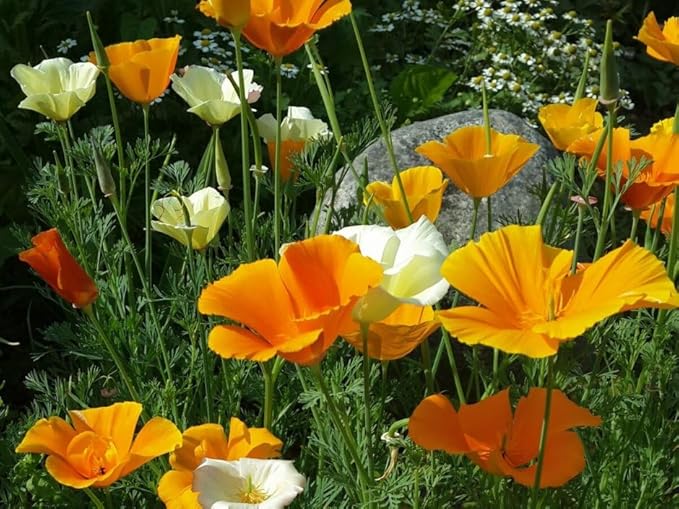 KIRA SEEDS - Seeds California Poppy Mix - Eschscholzia californica - Perennial Flowers for Planting