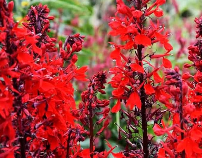 100PCS Cardinal Flower Seeds Red Lobelia Cardinalis Hummingbird Garden Plant Seeds