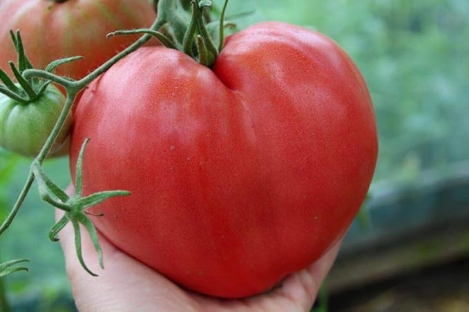 NIKA SEEDS - Seeds Vegetable Red Bulls Heart Beefsteak Tomato - 40 Seeds