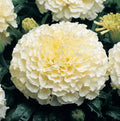 100PCS Double Marigold Seeds Moonlight Marigold Flower Bloom Beneficial Bees Seeds Heirloom