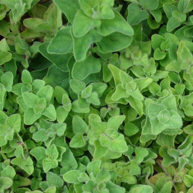 Greek Oregano Seeds – 1 Lb (~384,000 Seeds) – Non-GMO, Heirloom, Open Pollinated – Perfect for Herb Gardens, Cooking, and Culinary Use – Aromatic, Flavorful Oregano for Fresh or Dried Use
