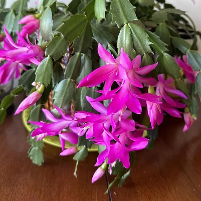 Purple Christmas Cactus Plants Live, Size 3-6" Christmas Cactus Plant, Colorful Holiday Houseplant Flowering Succulent Live Plants for Planting, Well Rooted, No Pot