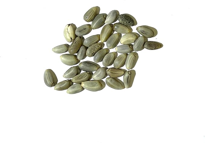 Seed Needs Artichoke Seeds for Planting Green Globe Artichokes - Non-GMO Heirloom & Untreated - Grow an Outdoor Home Grown Vegetable Garden for Fresh Produce (5 Packs)