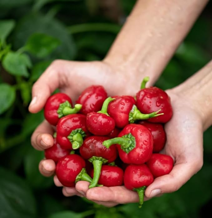 50PCS Large Red Cherry Pepper Seeds Hot Chili Pepper Heirloom Vegetable Seeds Home Garden Outdoor