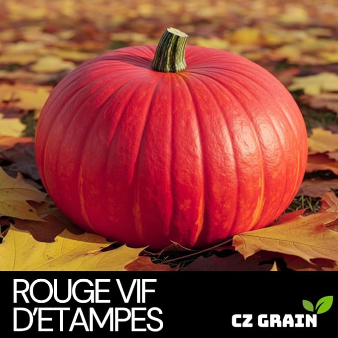 Rouge VIF d'Étampes Pumpkin Seeds for Planting (10 Seeds) – Grow Beautiful Deep Red Cinderella Pumpkins | Heirloom Variety, Easy to Grow, Perfect for Fall Décor and Baking