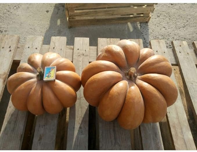 SeedsUP - 10+ Seeds Pumpkin Musquee de Provence - Vegetable Orange