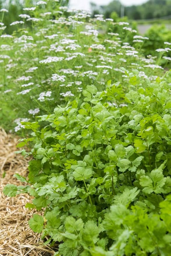 Herb Coriander/Cilantro Pkt - Approx. 50 seeds