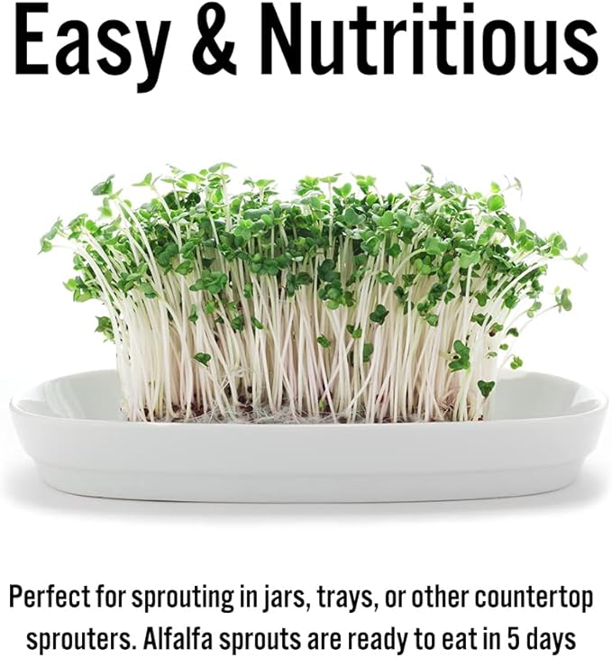 USDA Organic Alfalfa Sprouting Seeds | 1 Pound | Perfect for Sprouting & Microgreens, Premium Alfalfa Sprout Seeds, Non-GMO