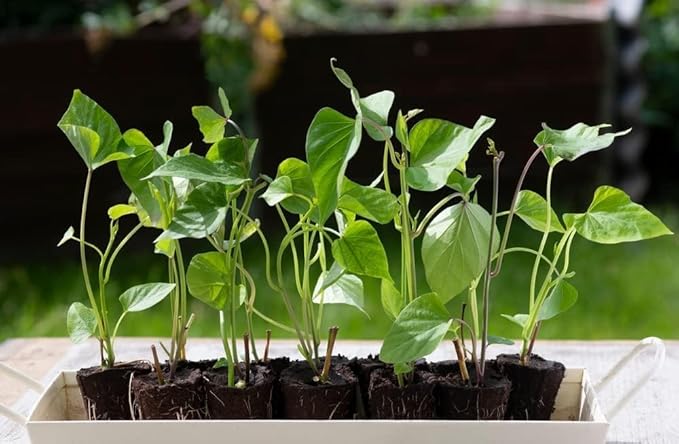 Sweet Potato Slips for Planting - 3 Colors- Purple, White and Orange - 4 Slips of Each Type, 12 Total Slips