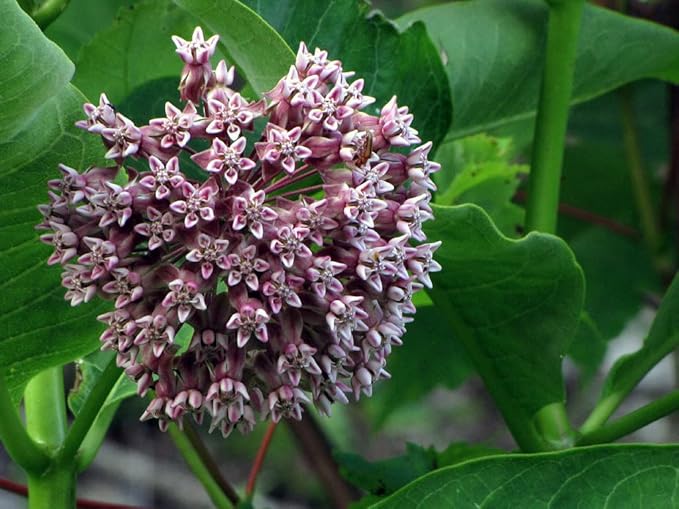 Organic Milkweed, Common Seeds (Asclepias syriaca L) 100 Seeds (1 Grams) - Common Milkweed - Monarch Butterfly Host Plant Seeds - Pollinator Seeds