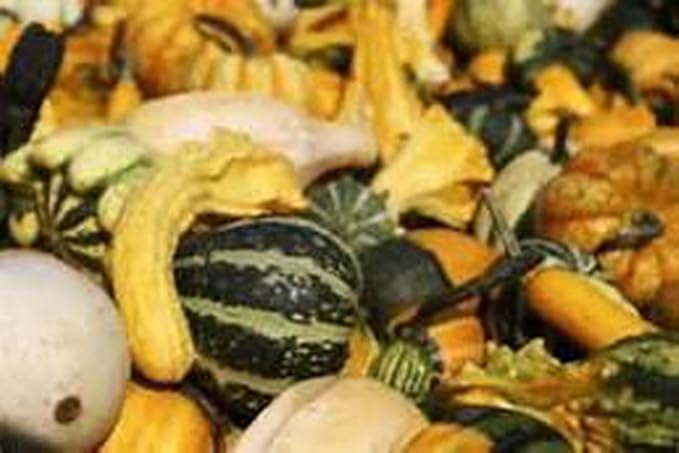 Gourd Seeds Large Mixed Gourd Seeds, 50 Seed Pack, USA Product. Packed by JACOBS LADDER ENT.