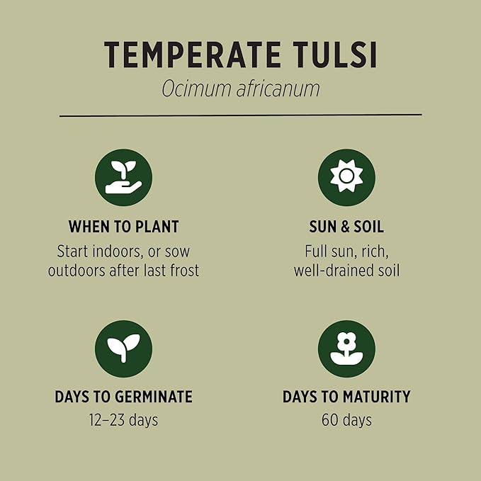 Banyan Botanicals Organic Temperate Tulsi Seeds– Tulsi (Holy Basil) Seeds – Kapoor Tulsi (Ocimum africanum) – Leaves & Flowers for Cooking or Tulsi Tea – 50 Count Open Pollinated Non-GMO Easy to Grow