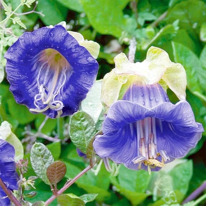 150+ Cathedral Bells Mixed Color (Cup & Saucer Vine) Seeds-Perennial Planting Flower Seeds for Planting