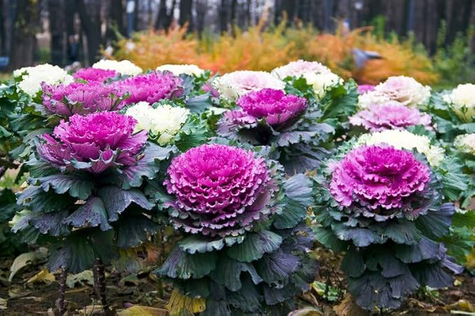 70+ Seeds Flowering Kale Ornamental Cabbage Large-Leaved - Vegetable Mix