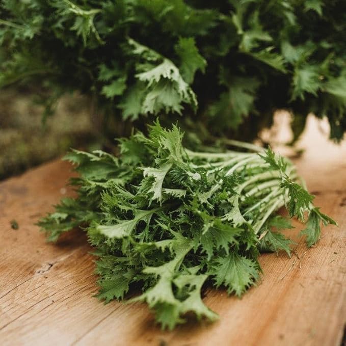 Kyoto Green Mizuna - 500 Seeds - Productive Asian Green, Japanese Heirloom Mustard, Produces Large Rosettes, Non-GMO Mizuna Seeds for Planting in The Home Garden, Thresh Seed Company