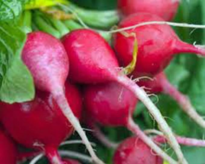 Radish Seed, Champion, Heirloom, Non GMO, 100 Seeds, Perfect Radishes