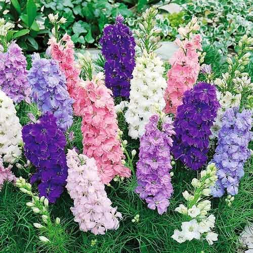 Delphinium Dwarf Mix Seeds – Delphinium Elatum | Perennial | Compact, Colorful Blooms for Borders & Containers