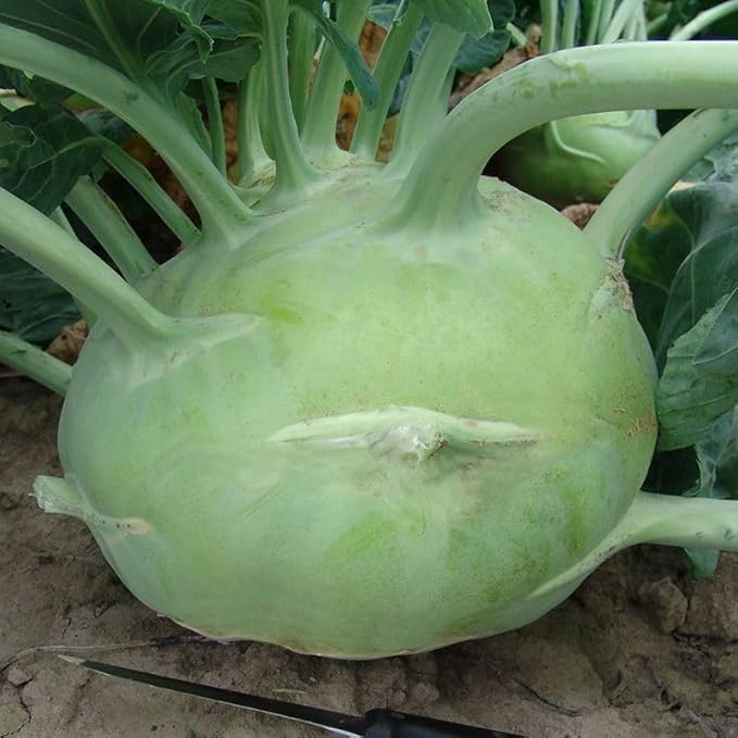 Seeds Kohlrabi Cabbage Giant Biennial Vegetable for Planting