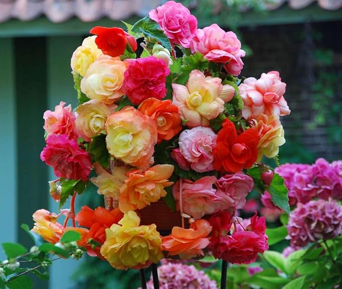 Seeds Large Leaf Wax Begonia Mix Annual Beautiful Flowers