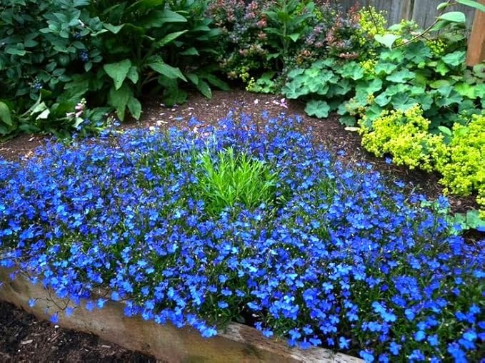 Seeds Lobelia Blue Cascade 1000+ Seeds for Planting Flowers Groundcover Trailing Flower