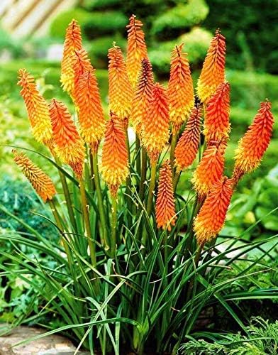 Seeds Fire Dance Red Hot Poker Perennial Flowers