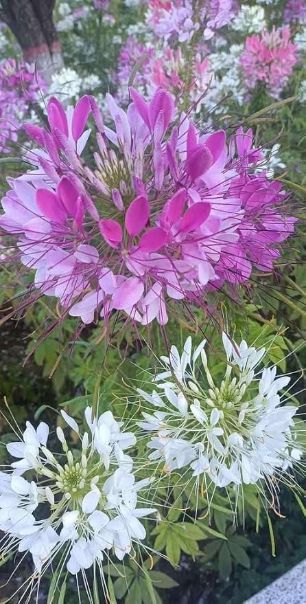 100+ Cleome Spider Flower Seeds Mixed Colors Flowers Cleome Planting