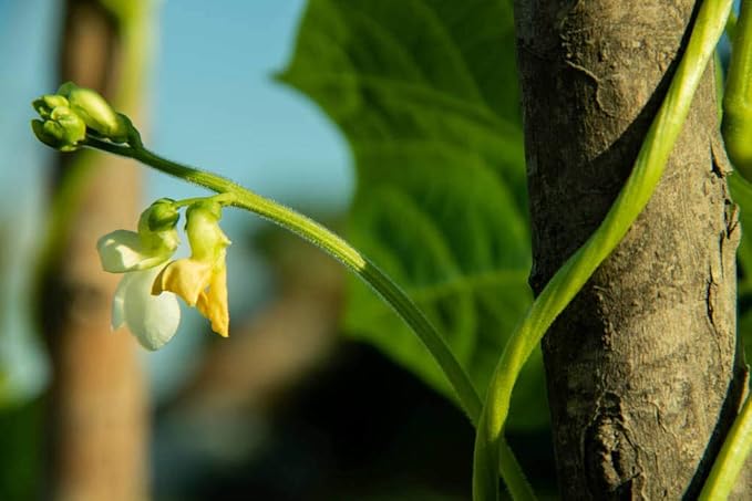 Long Beans Seeds for Planting, 30 Grams, Approx. 120 Asian Vegetable Seeds, Yardlong Chinese Beans, A Crisp and Tender Alternative to String Beans