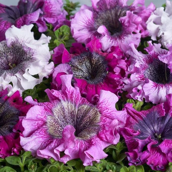 Park Seed Superbissima Mix Petunia Seeds, Grandiflora Type with 6-Inch Multicolor Blooms, Tetraploid Strength, Pollinator Friendly, Easy to Grow for Borders and Containers, Pack of 10